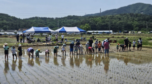 손으로 심고 마음으로 자란다! 포항 어린이 농부학교, 모내기 체험