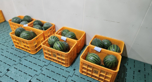 고령군농업기술센터, 실증시험포장 재배 수박 기탁