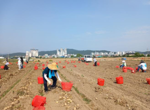 고령군 다산면,재무과,도시과,건축과 농촌일손돕기 실시