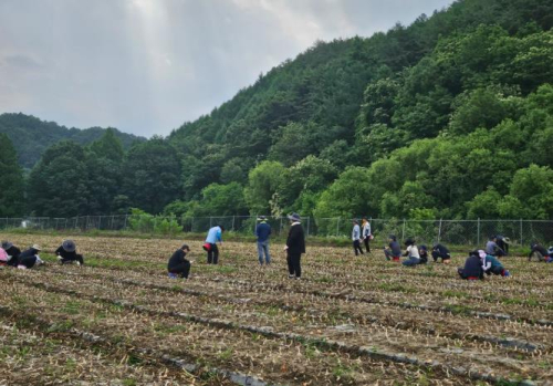 김천시 농업기술센터, 영농철 일손 부족 농가에 힘 보태