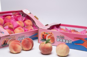 영덕군, ‘복숭아 장터’ 7월 개장… 산불 피해 딛고 지역농가에 희망을