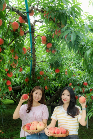 여름이 전하는 가장 달콤한 선물, 청도 복숭아가 왔습니다”