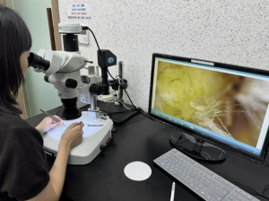 상주 딸기의 경쟁력, 화아분화 검경 서비스 개시