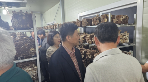 송향버섯 연중재배 재배사 준공…구미시, 지역 농가 신소득원 기대