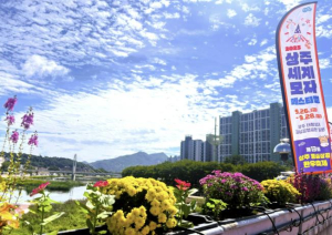 상주시, 자체 양묘장에서 생산된 꽃모로 축제와 도심 경관 물들인다