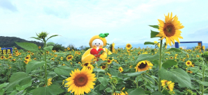 성주군, 올 추석은 고분군 전시관 해바라기와 함께