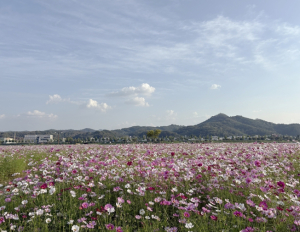 안동 낙동강변, 코스모스와 핑크뮬리 개화 시작