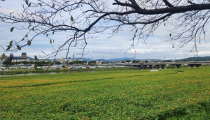 경주시, 형산강변에 2만 8천㎡ 백일홍 정원 조성