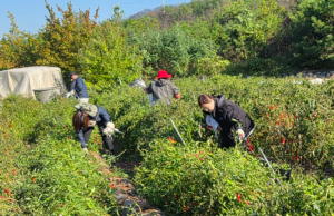 영덕군 농업정책과, 농번기 일손돕기 봉사활동 펼쳐