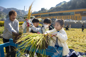 울릉도, 36년 만의 벼농사 결실…섬 개척정신 되살리다