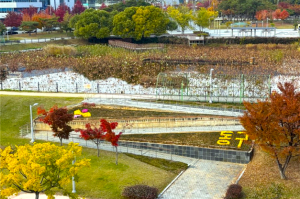 대구 동구청, 신서중앙공원 국화 750본 식재