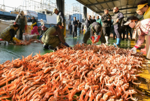 영덕대게, 금어기 끝내고 첫 위판…겨울철 미식의 귀환
