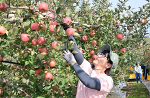 청송군, 본격 사과 수확기 맞아 ‘가을철 농촌일손돕기’ 추진