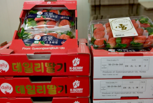 고령딸기, 2025년 홍콩 첫 수출 선적..해외시장 확대 속도