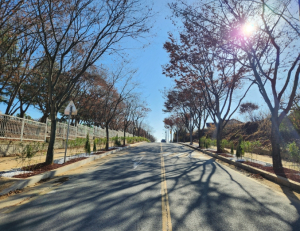 의성군, 의성읍 400m 구간 ‘띠녹지 가로수길’ 조성 완료