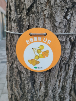 영주시, 은행나무 관리를 위한 ‘열매 표찰’ 도입
