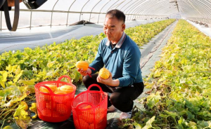 성주군, 황금빛 설렘의 시작! 2026년산 성주참외 첫 출하