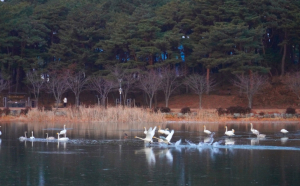 겨울 철새 고니, 대한민국의 숨 울진에서 힘찬 날개짓