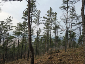 안동시 확산 빠른 재선충병에 방제사업 다각화 대응