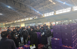 포항시, 사과 ‘원물출하` 첫 경매 실시 … 농가 부담 확 줄인다