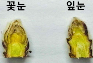 안동시, 올해 사과농사 준비는 꽃눈 충실 여부 확인이 먼저!