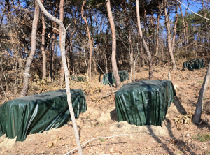김천시, 재선충 확산 차단 ‘총력 방제’ 돌입