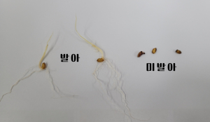 “싹 안 트면 한 해 농사 흔들린다”…상주, 벼 종자 발아율 ‘경고등’