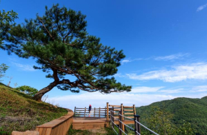 영주시 국립산림치유원 “숲속 힐링 여행 89만여 명 다녀갔다.” 숲이 건네는 위로 K-산림치유 인기