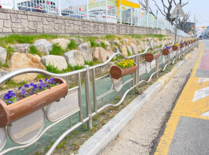 경주 입실초 통학로 ‘꽃길 변신’…비올라 700본 식재