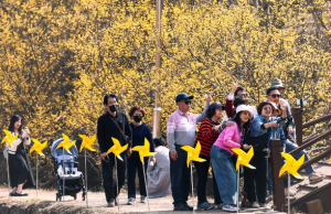 의성 산수유축제 화려한 귀환....산불 아픔 딛고 ‘24만명 발길’