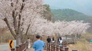 성주군 인촌지 생태공원, 벚꽃 만개…봄 관광객 발길 이어져