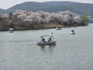 경주 벚꽃 만개… 보문단지 관광객 ‘북적’