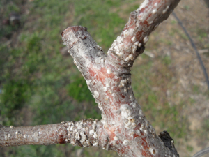 상주시, 깍지벌레 ‘초기 방제’ 당부…4월 중순 예찰이 피해 좌우