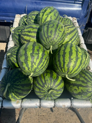 고령 다산 수박 출하 시작...“여름을 알리는 첫 수확”