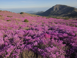 비슬산참꽃축제 절정… 정상 참꽃 만개에 등산객·관광객 ‘북적’