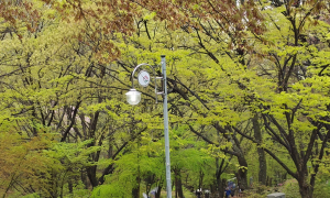 달성군 비슬산 자연휴양림, 에너지 절약 역행....낮에도 가로등 '훤히'