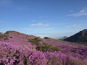 비슬산 참꽃문화제, 새벽 참꽃 인파 물결…전국서 몰린 상춘객들