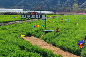 예천 회룡포에 봄이 왔다… 체험·미식 품은 축제 한마당