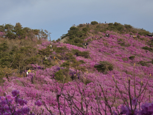 비슬산 참꽃문화제 10만 인파 몰려..... 근거 없는 숫자 부풀리기 '논란'