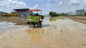 달성군, 올해 첫 모내기 실시… 벼농사 본격 시작