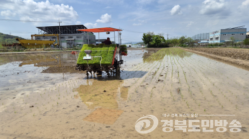 달성군, 올해 첫 모내기 실시… 벼농사 본격 시작