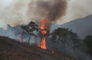 대구 팔공산서 새벽 산불… 진화 헬기 6대 투입