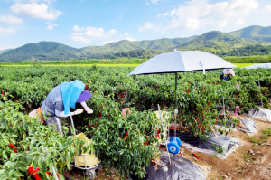 청송군, 농민수당 27일부터 지급… 6,395농가에 60만원씩