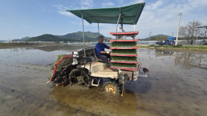 상주시, 들녘에 첫 모내기…‘미소진품’ 심으며 풍년농사 시동