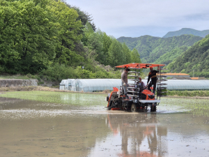 성주군, 가천면서 ‘첫 모내기’… 본격 영농철 개막