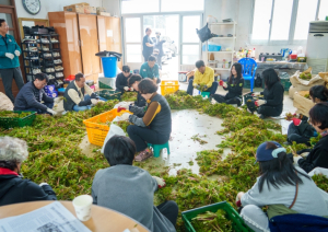 울릉군, 산채 수확철 맞아 ‘농촌일손 총력 지원’