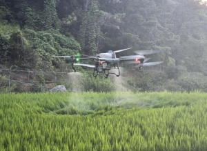 김천시, 드론 공동방제로 병해충 선제 대응