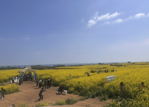 포항시 호미반도 유채꽃 축제 15만 명 발길