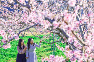 분홍빛 봄의 향연, 청도군 복사꽃이 전하는 가장 찬란한 계절