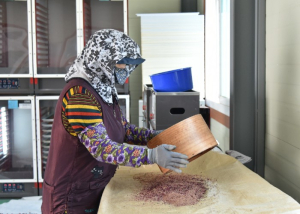 청송군, 사과 결실 안정 ‘꽃가루 지원’… 이상기상 선제 대응